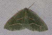 Hylaea fasciaria