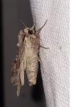 Lacanobia w-latinum