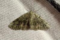 Cleorodes lichenaria