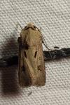 Agrotis exclamationis