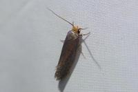 Cephimallota crassiflavella