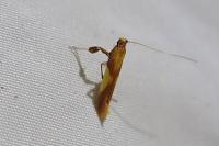 Caloptilia robustella