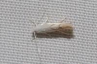 Phyllonorycter harrisella