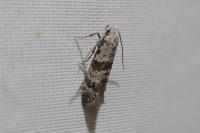 Scythropia crataegella