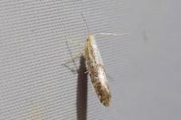 Argyresthia spinosella