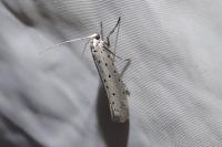 Yponomeuta