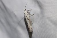 Yponomeuta irrorella