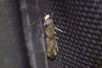 Paraswammerdamia nebulella