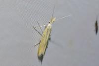Coleophora