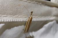 Pleurota aristella