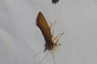 Crassa unitella