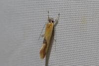 Batia lunaris