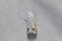 Leucoptera