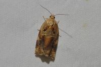 Archips xylosteana