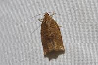 Archips rosana