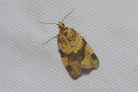 Epagoge grotiana