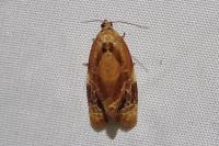 Ditula angustiorana