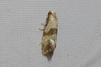 Phalonidia contractana