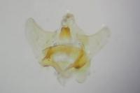 Aethes flagellana