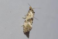 Cochylis molliculana