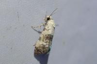 Cochylis posterana