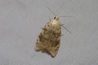 Aleimma loeflingiana