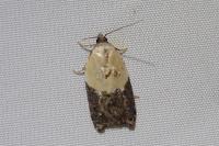 Acleris variegana