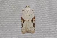 Acleris kochiella
