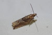 Ancylis comptana