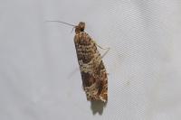 Ancylis achatana