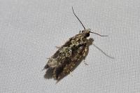 Zeiraphera isertana
