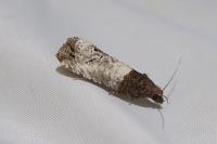 Notocelia roborana