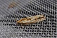 Eucosma cana