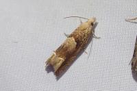 Eucosma conterminana