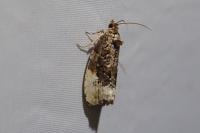 Hedya nubiferana