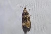 Celypha lacunana