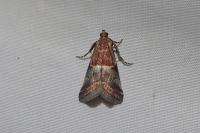 Acrobasis marmorea