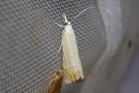 Chrysoteuchia culmella
