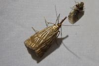 Chrysocrambus linetella