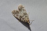 Eudonia lacustrata