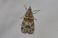 Eudonia mercurella