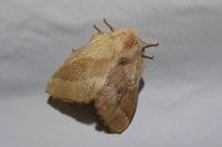 Malacosoma neustria