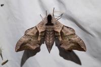 Smerinthus ocellatus