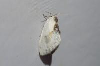 Cilix glaucata