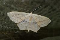 Scopula imitaria