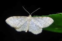 Idaea fuscovenosa