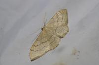 Idaea aversata