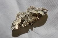 Epirrhoe alternata