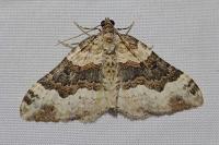 Epirrhoe galiata