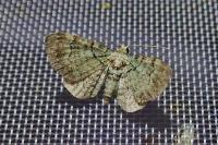 Pasiphila rectangulata